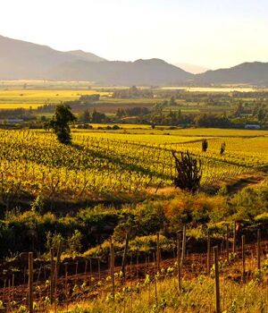 Виноделие в Чили