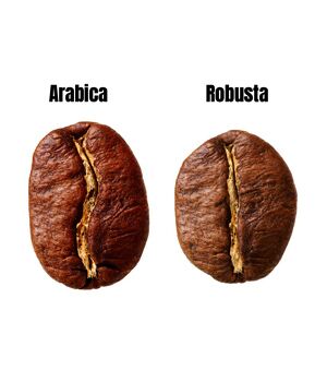 Какой сорт кофе лучше: арабика или робуста