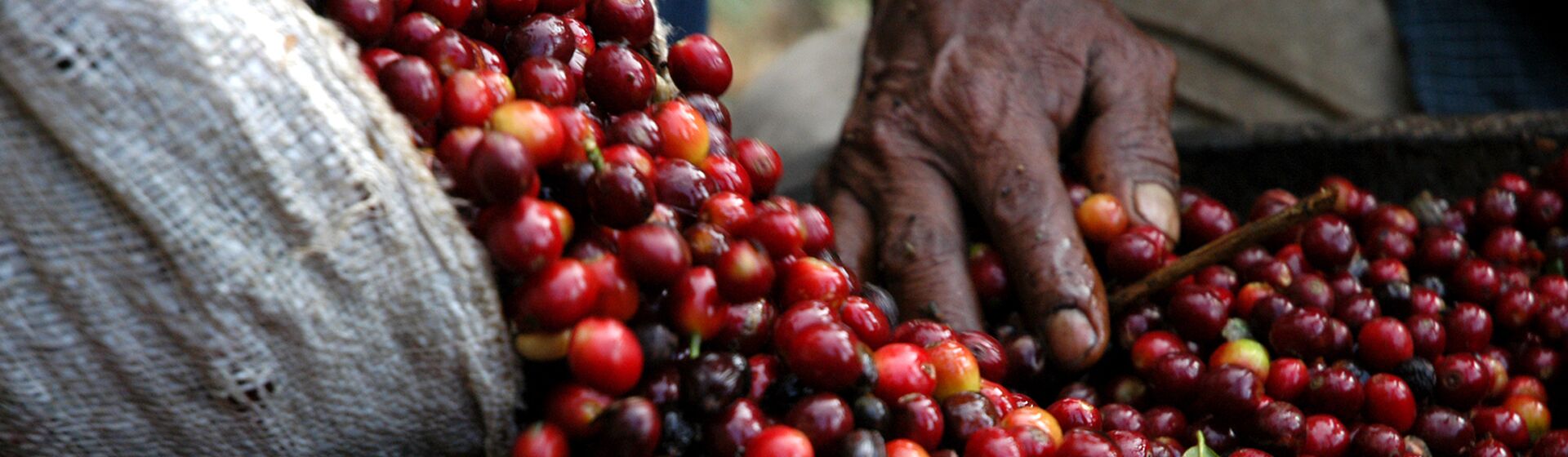 В каких странах Африки выращивают кофе